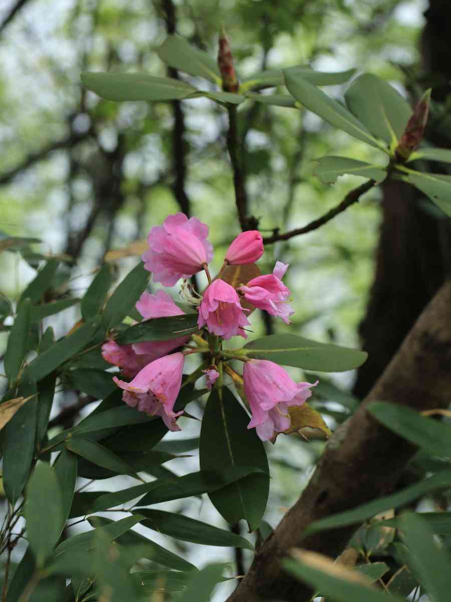 彩鉆杜鵑花是幾季花(彩鉆杜鵑是一季花嗎)插圖12