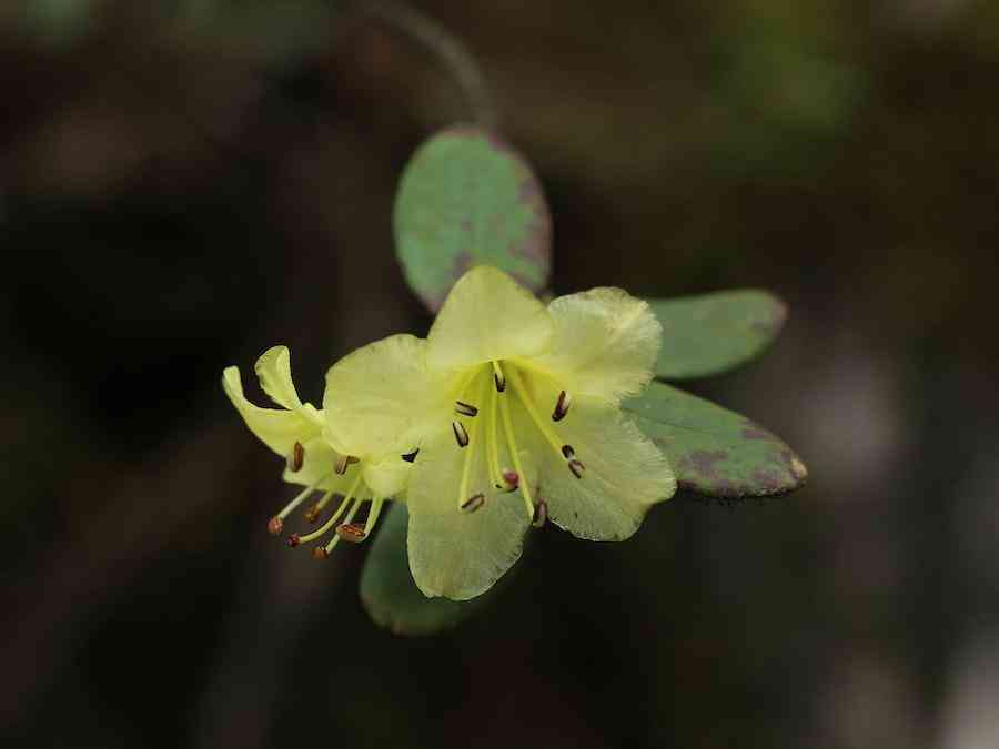 彩鉆杜鵑花是幾季花(彩鉆杜鵑是一季花嗎)插圖13