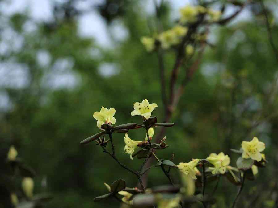 彩鉆杜鵑花是幾季花(彩鉆杜鵑是一季花嗎)插圖14