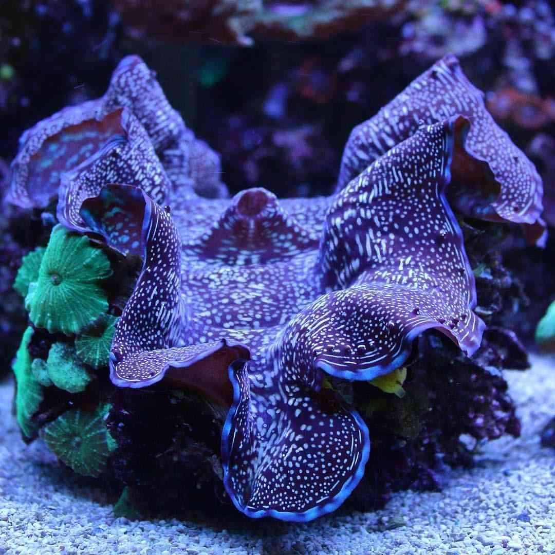 什么人不適合戴硨磲