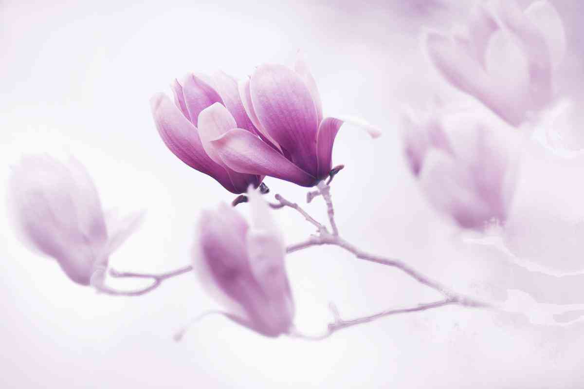 黃鉆有什么用(黃鉆有什么用隱身訪問)