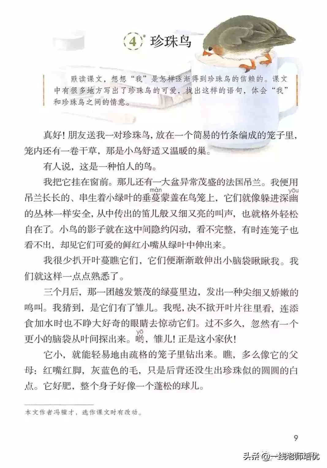 珍珠鳥課文原文(珍珠鳥課文原文解析)