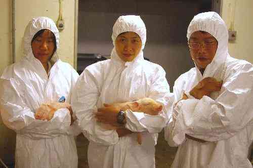 普通藍(lán)珀多少錢一克(藍(lán)珀多少錢一克?藍(lán)珀市場(chǎng)價(jià)格公示)