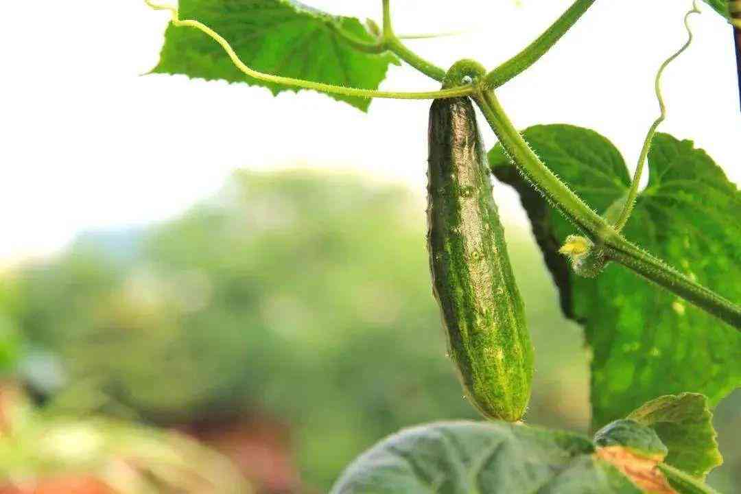 女人戴戒指右手五個手指的含義(女人十個手指戴戒指的含義)