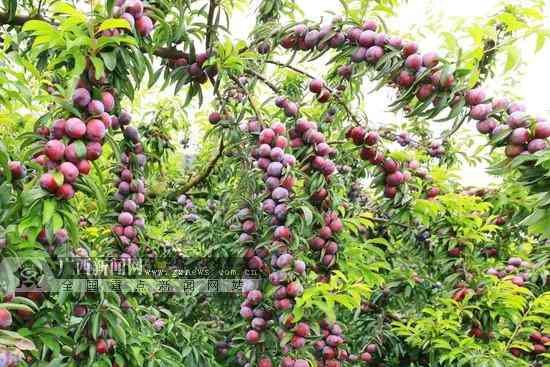 海水珍珠和淡水珍珠哪個貴(深海珍珠和淡水珍珠的區(qū)別)