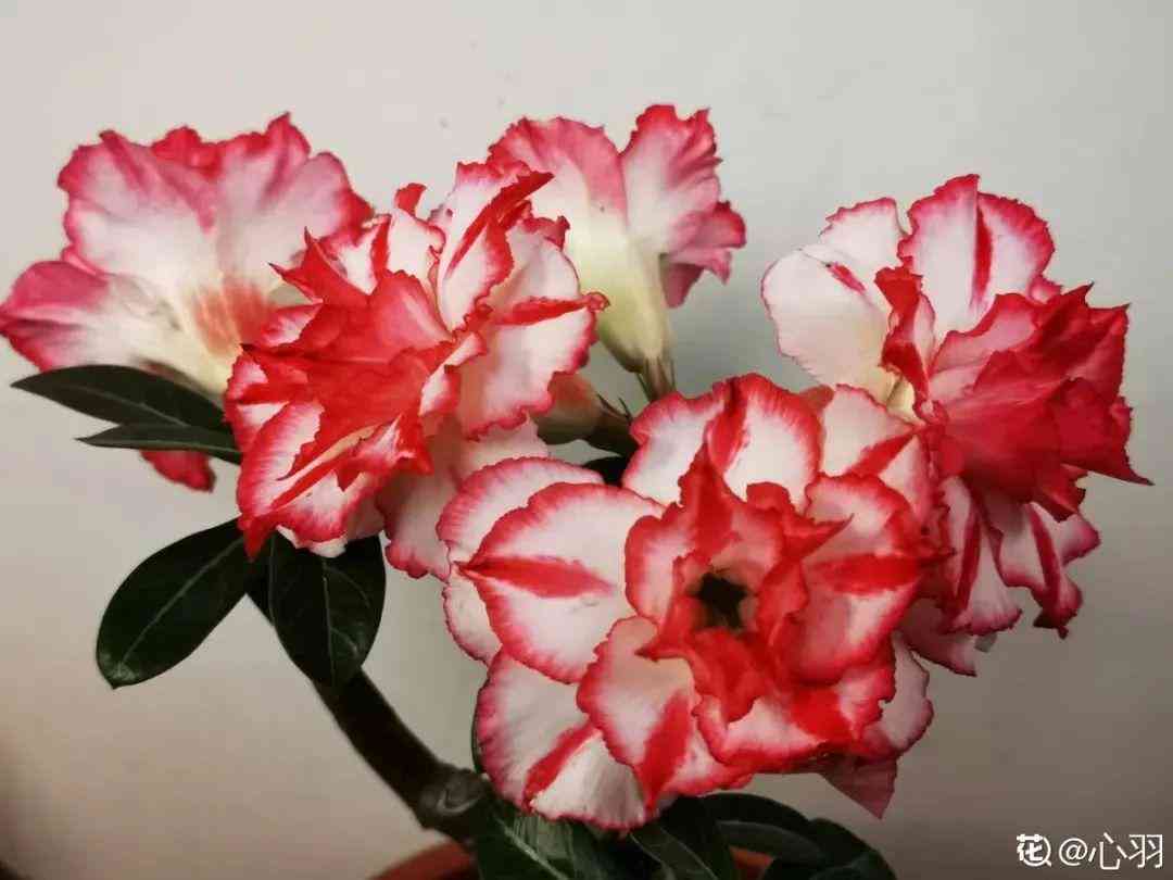 粉晶的功效與作用佩戴禁忌(粉晶石的功效和禁忌)