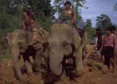 黃翡翠分哪幾種黃(豆種黃加綠翡翠怎么樣)