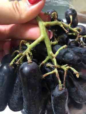 藍寶石葡萄產地(藍寶石葡萄產地哪里最好)