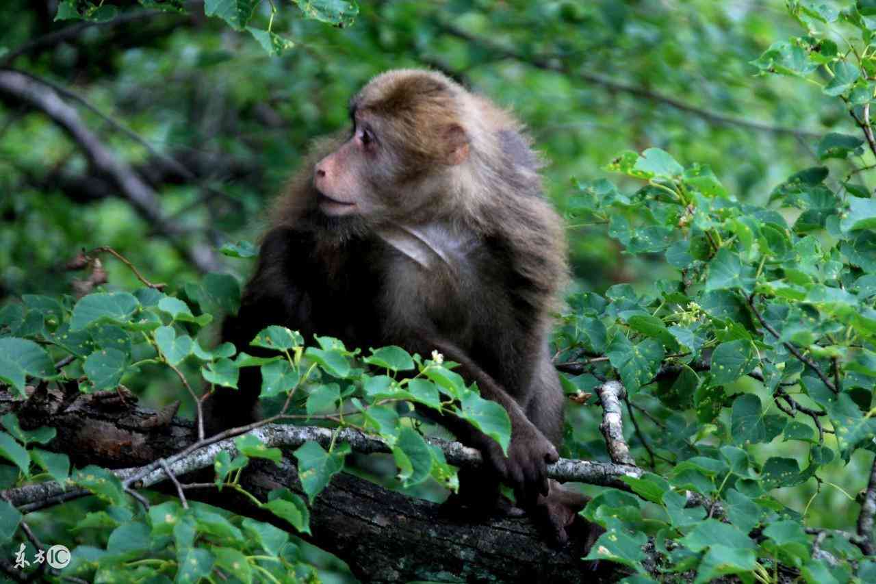 黑曜石認(rèn)主的過程(黑曜石認(rèn)主后別人佩戴怎樣)