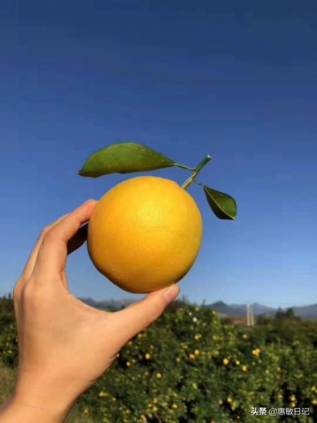 寶詩龍和卡地亞哪個(gè)好(寶詩龍和寶格麗哪個(gè)更高級)