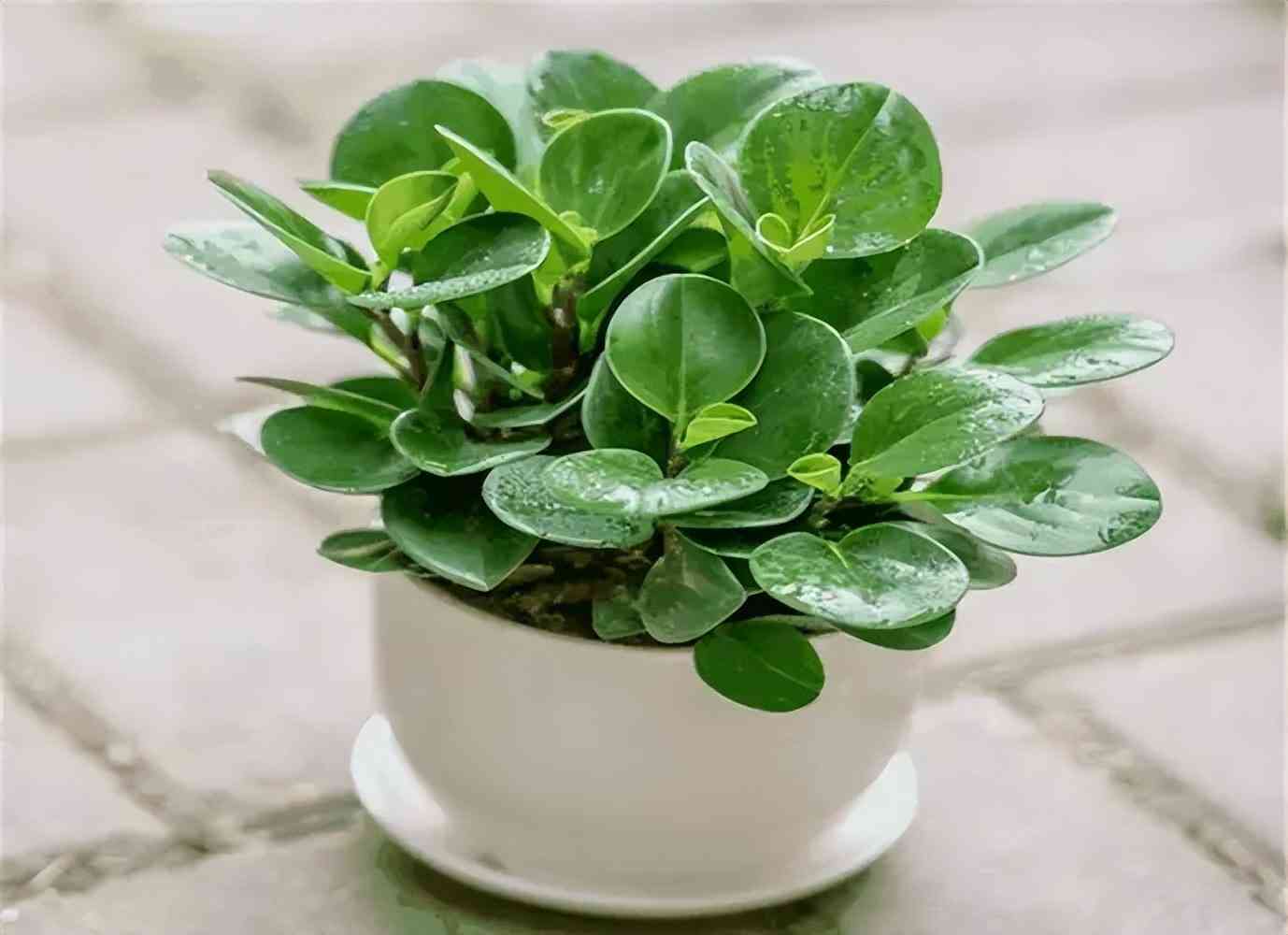 碧玉和翡翠的區(qū)別是什么(翡翠和玉的區(qū)別)