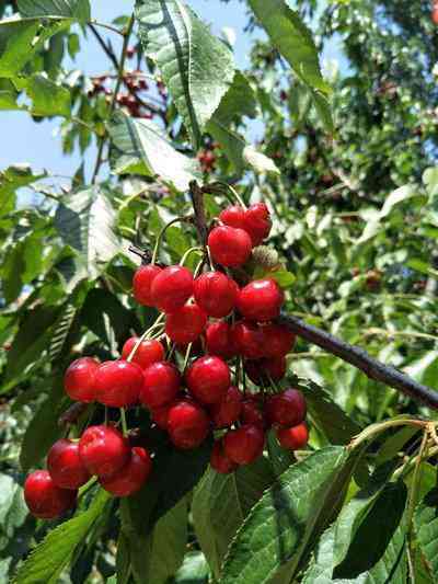 櫻花瑪瑙的功效與作用(櫻花瑪瑙的功效與作用是人造的嗎)