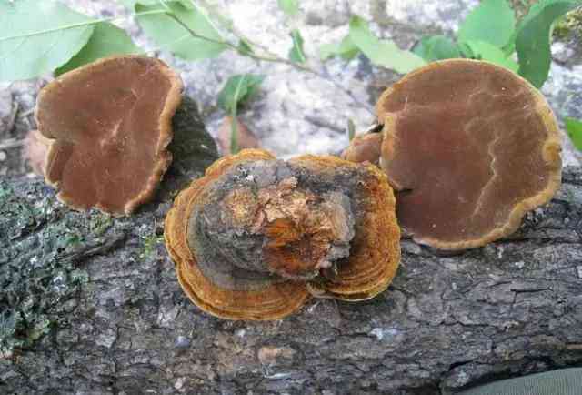 千足金和黃金有什么區(qū)別(千足金和黃金哪個貴)