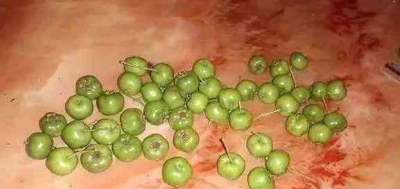 血龍木手串功效與作用(降龍木手串的功效與作用)