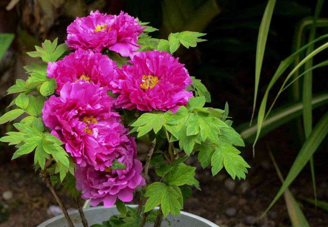 藍(lán)田玉的好壞怎么鑒別(真玉假玉的鑒別方法最簡(jiǎn)單)