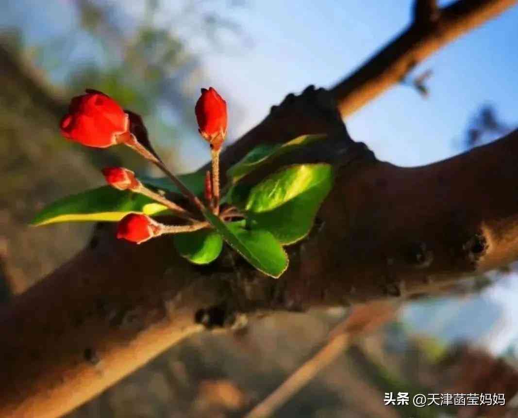 結(jié)婚鉆戒和對(duì)戒的區(qū)別(鉆戒和婚戒 對(duì)戒的區(qū)別)