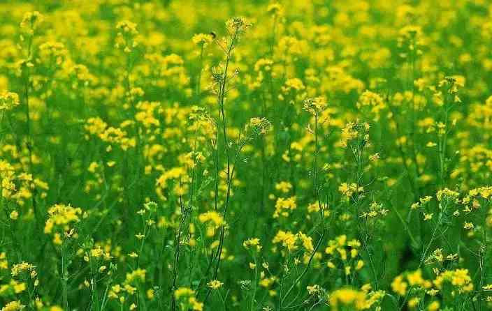 千眼菩提怎么盤(千眼菩提怎么盤玩)