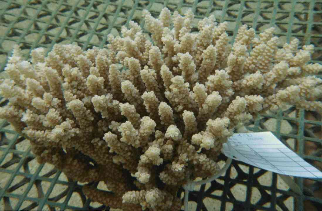 綠松石對人體有什么好處(原礦綠松石對人體有什么好處)