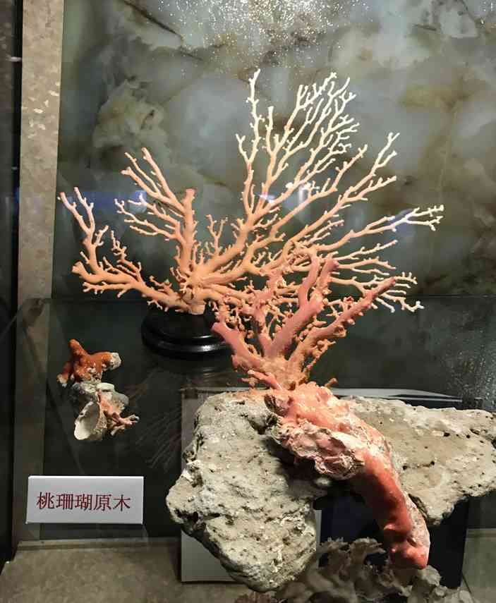 紅珊瑚真假辨別方法(紅珊瑚真品放在水里會(huì)怎樣)