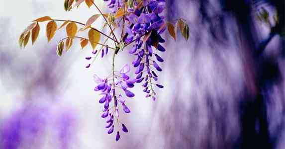 怎么鑒別貓眼石(怎么鑒別貓眼石頭真假)