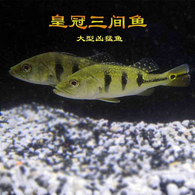 中國最大珍珠批發(fā)市場(中國最大珍珠批發(fā)市場在哪里)