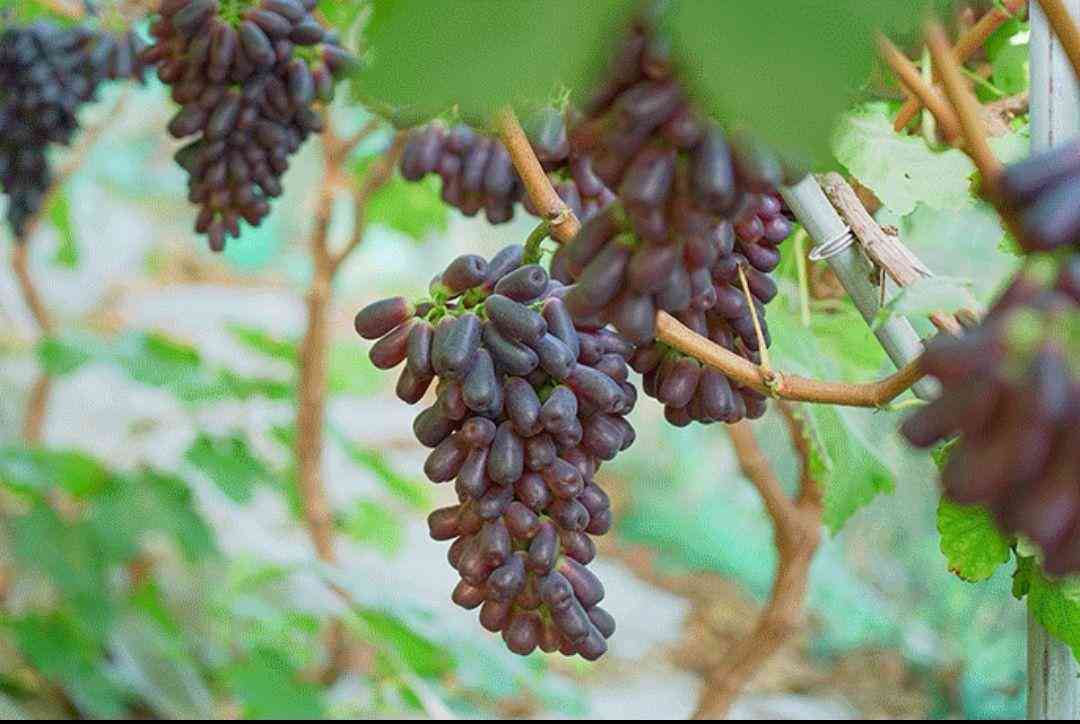 藍(lán)寶石葡萄苗價(jià)格(藍(lán)寶石葡萄苗價(jià)格多少)