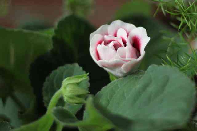 翡翠原石帝王綠12億(翡翠帝王綠價(jià)格七千萬(wàn)視頻)