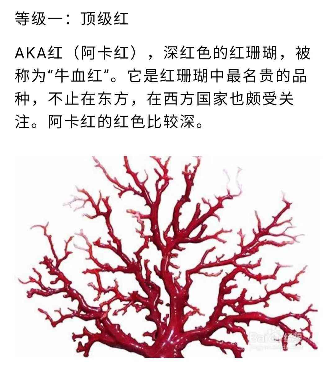 紅珊瑚的鑒別(紅珊瑚的真假鑒別)