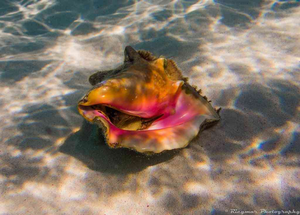 真正的珍珠項(xiàng)鏈多少錢一條(珍珠項(xiàng)鏈最低價(jià)格多少錢一條)