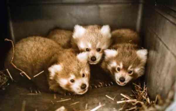 盎司與克的單位換算(盎司與克怎么換算)