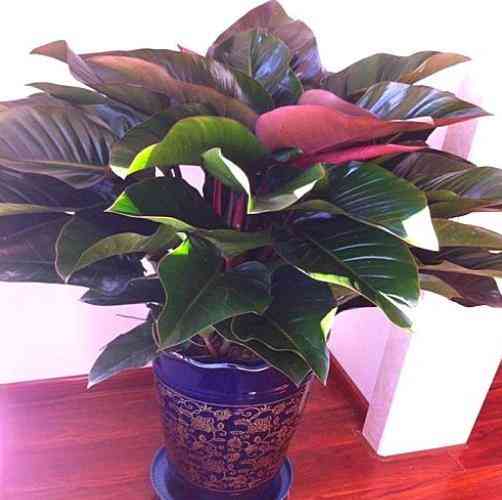 金鉆有毒嗎(蔓綠絨鉑金鉆有毒嗎)