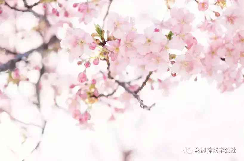 黃水晶的功效與作用佩戴禁忌(黃水晶的寓意和象征)