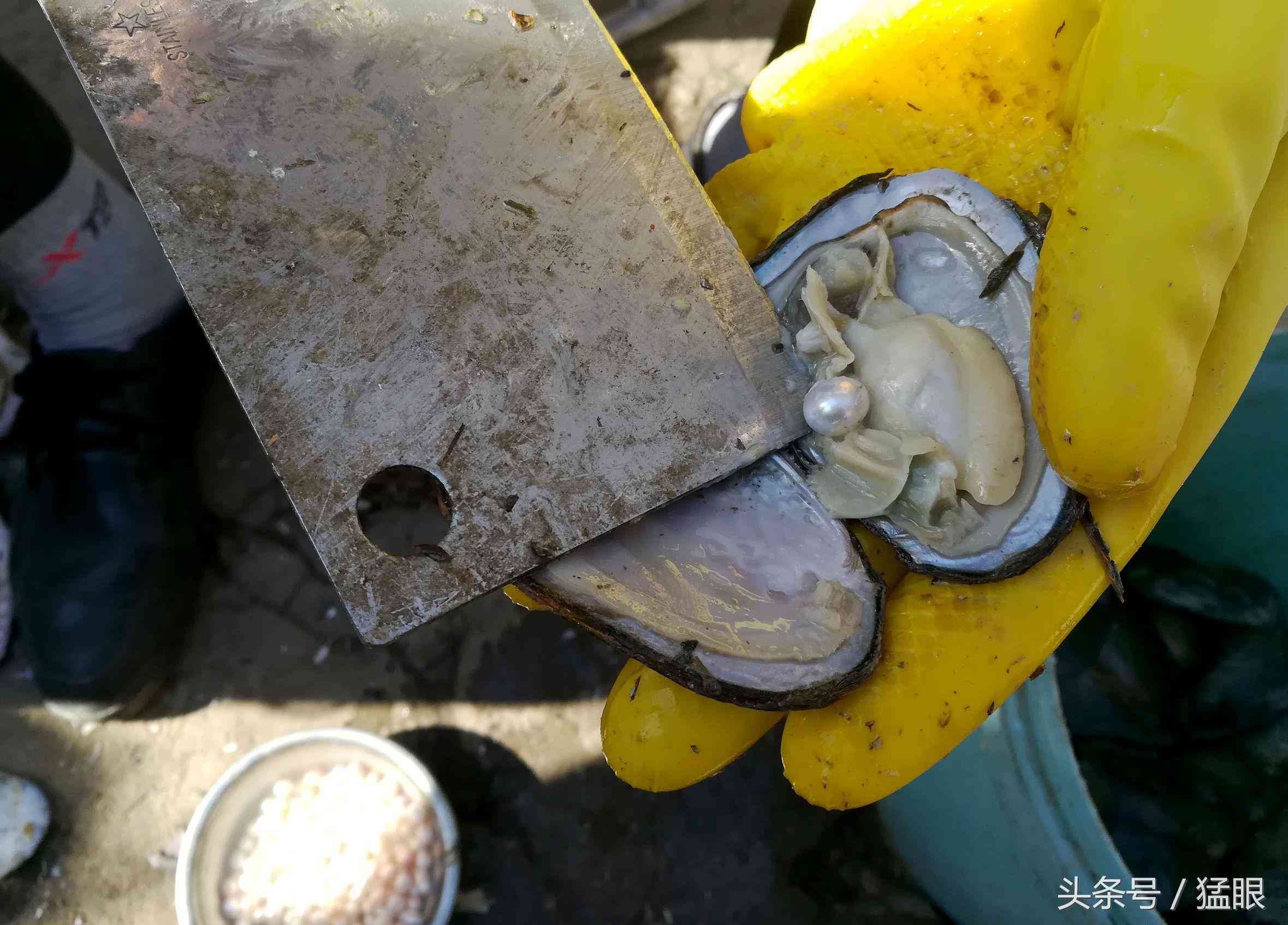 老人街頭賣北海珍珠，一顆兩元現(xiàn)撥現(xiàn)賣現(xiàn)加工，市民圍觀只看不買