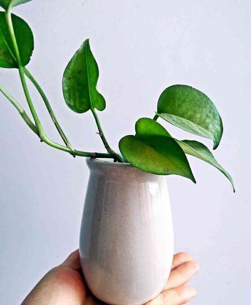 化妝品瓶子制作花盆(用瓶子制作花盆)