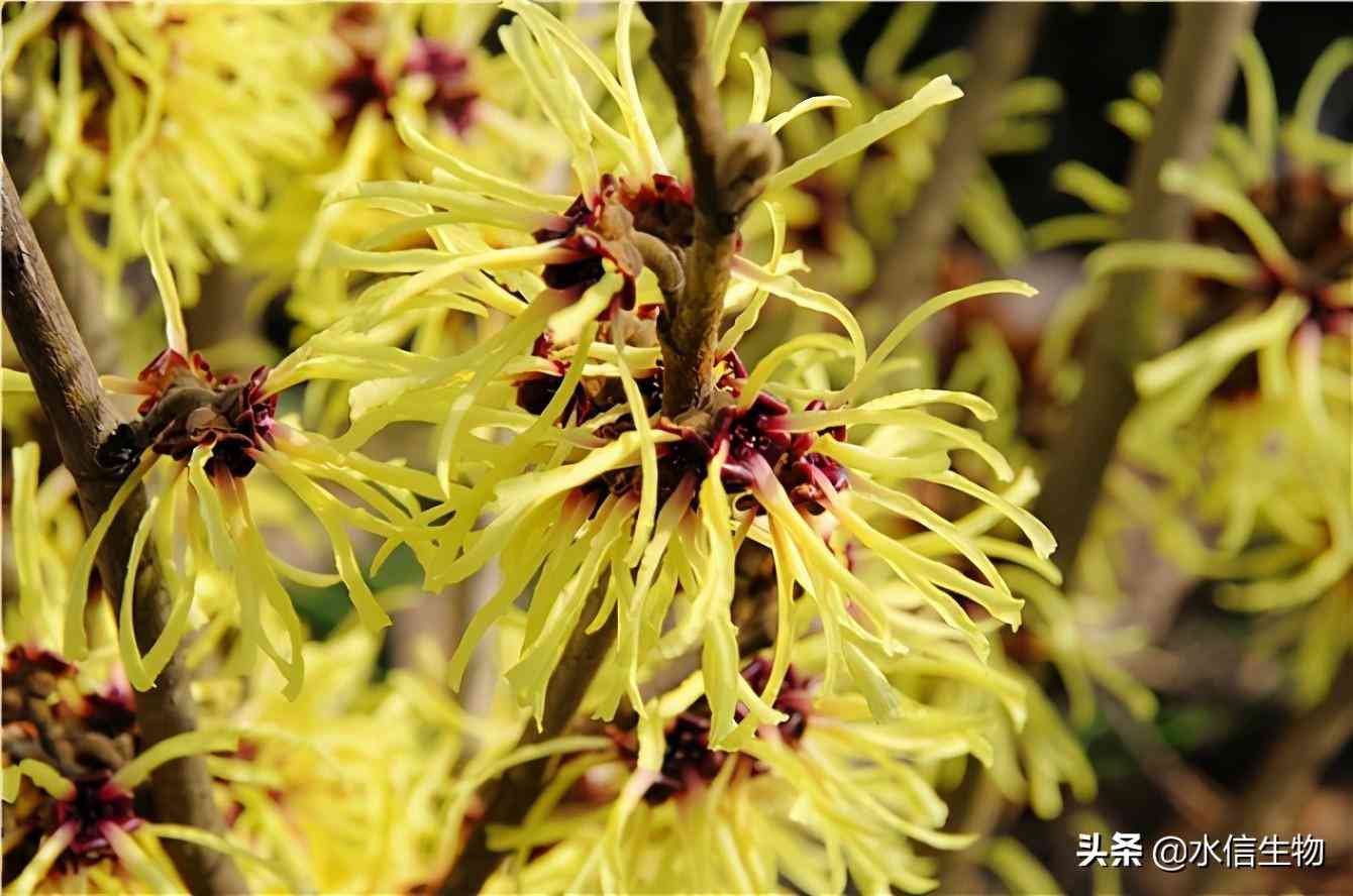 化妝品含金縷梅有什么功效(金縷梅的護膚功效與作用)