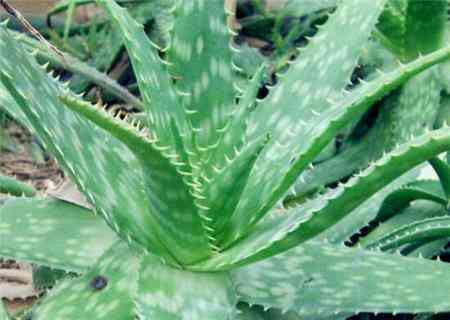 開(kāi)蘆薈化妝品店賺錢(qián)嗎知乎(蘆薈好賣(mài)嗎)