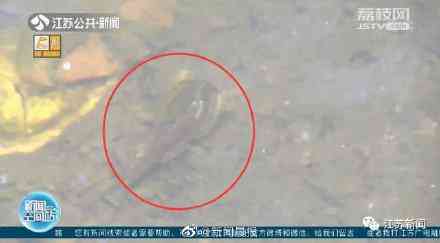 甲殼先生的化妝品咋樣(甲殼素化妝品怎么樣)插圖3