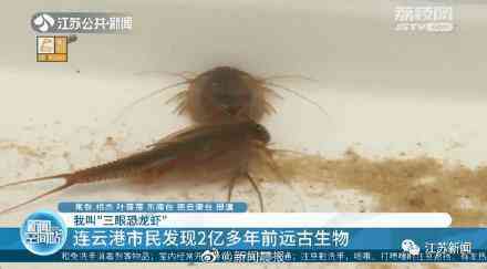 甲殼先生的化妝品咋樣(甲殼素化妝品怎么樣)插圖6