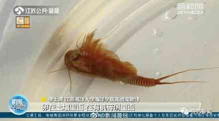 甲殼先生的化妝品咋樣(甲殼素化妝品怎么樣)插圖7