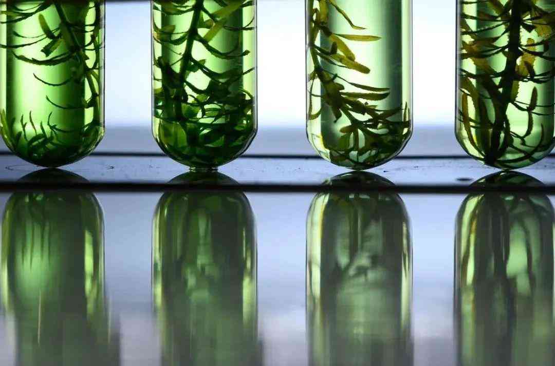 藍(lán)色化妝品哪種好用(藍(lán)色很貴的化妝品)插圖6