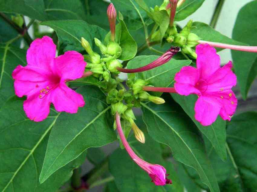 夜來(lái)香化妝品功效與作用(夜來(lái)香化妝品功效與作用圖片)