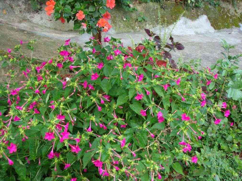 夜來香化妝品功效與作用(夜來香化妝品功效與作用圖片)插圖2