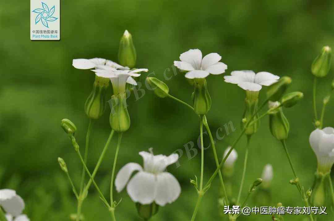 王不留行化妝品怎么樣(王不留行是什么樣)插圖1