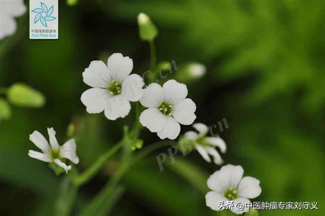 王不留行化妝品怎么樣(王不留行是什么樣)插圖4