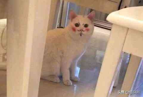 貓蹭到化妝品上怎么辦啊(被貓蹭了一下怎么辦)插圖1