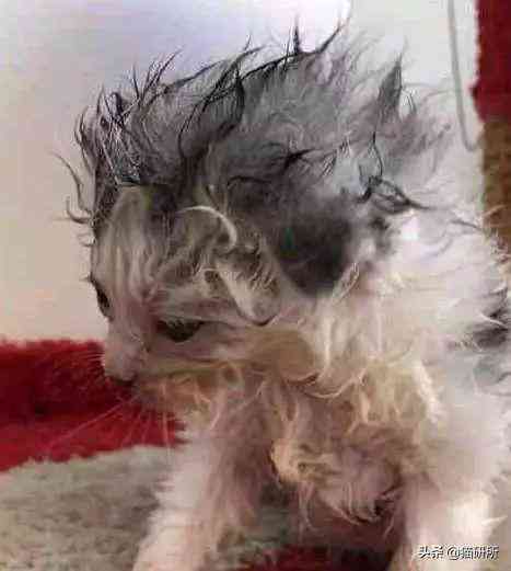 貓蹭到化妝品上怎么辦啊(被貓蹭了一下怎么辦)插圖2