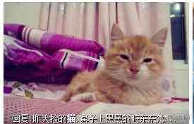 貓蹭到化妝品上怎么辦啊(被貓蹭了一下怎么辦)插圖6