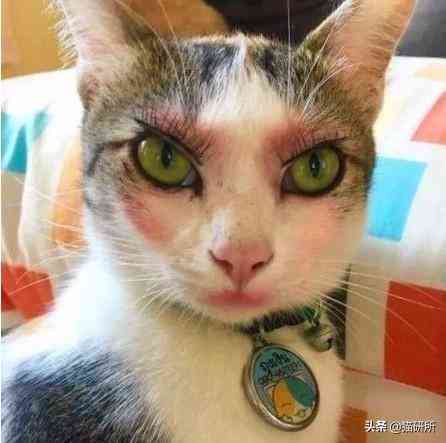 貓蹭到化妝品上怎么辦啊(被貓蹭了一下怎么辦)插圖10