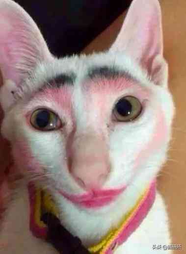 貓蹭到化妝品上怎么辦啊(被貓蹭了一下怎么辦)插圖11