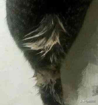 貓蹭到化妝品上怎么辦啊(被貓蹭了一下怎么辦)插圖13